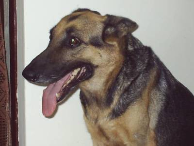 bergeo