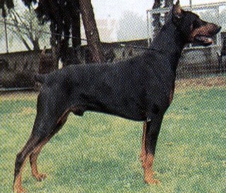 doberman